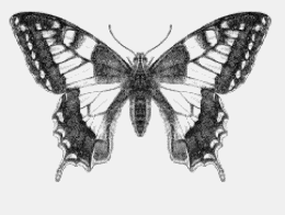butterfly line symmetry