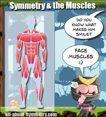 Symmetry Example Muscles